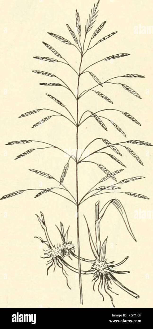 . Bulletin. Gramineae -- United States; Forage plants -- United States. Fig. 19.—Small Quaking-grass (Bnza media). Fig. 20.—Smooth Brome-grass (Bromus inermis). this Brome-grass and its unusual drought-resisting powers are qualities which recommend it for general cultivation, particularly in the semiarid regions of the West and Northwest. It thrives well on dry, loose soil, but of course the better the soil the greater the yield. Its nutritive value is comparatively low, and before undertaking its cultivation the fact should be remembered that it is somewhat difEcult to eradicate when once est Stock Photo