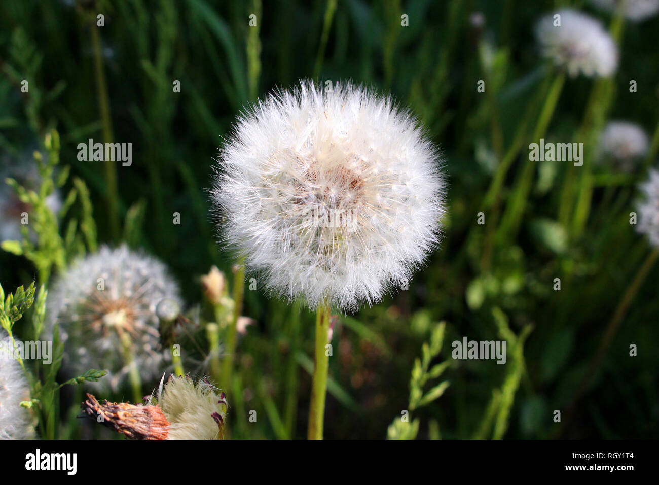 Meadow of overripe dandelions Stock Photo