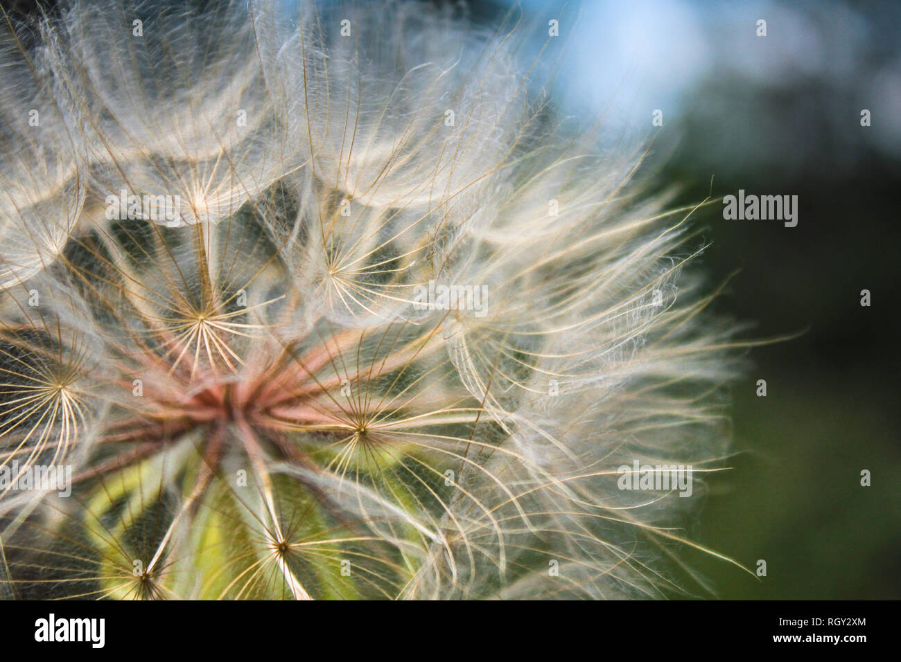 Western Goat's Beard plant gone to seed Stock Photo