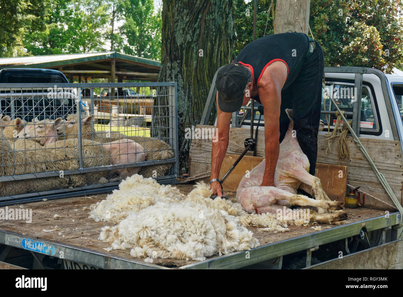Sheep Scissors Hi res Stock Photography And Images Alamy
