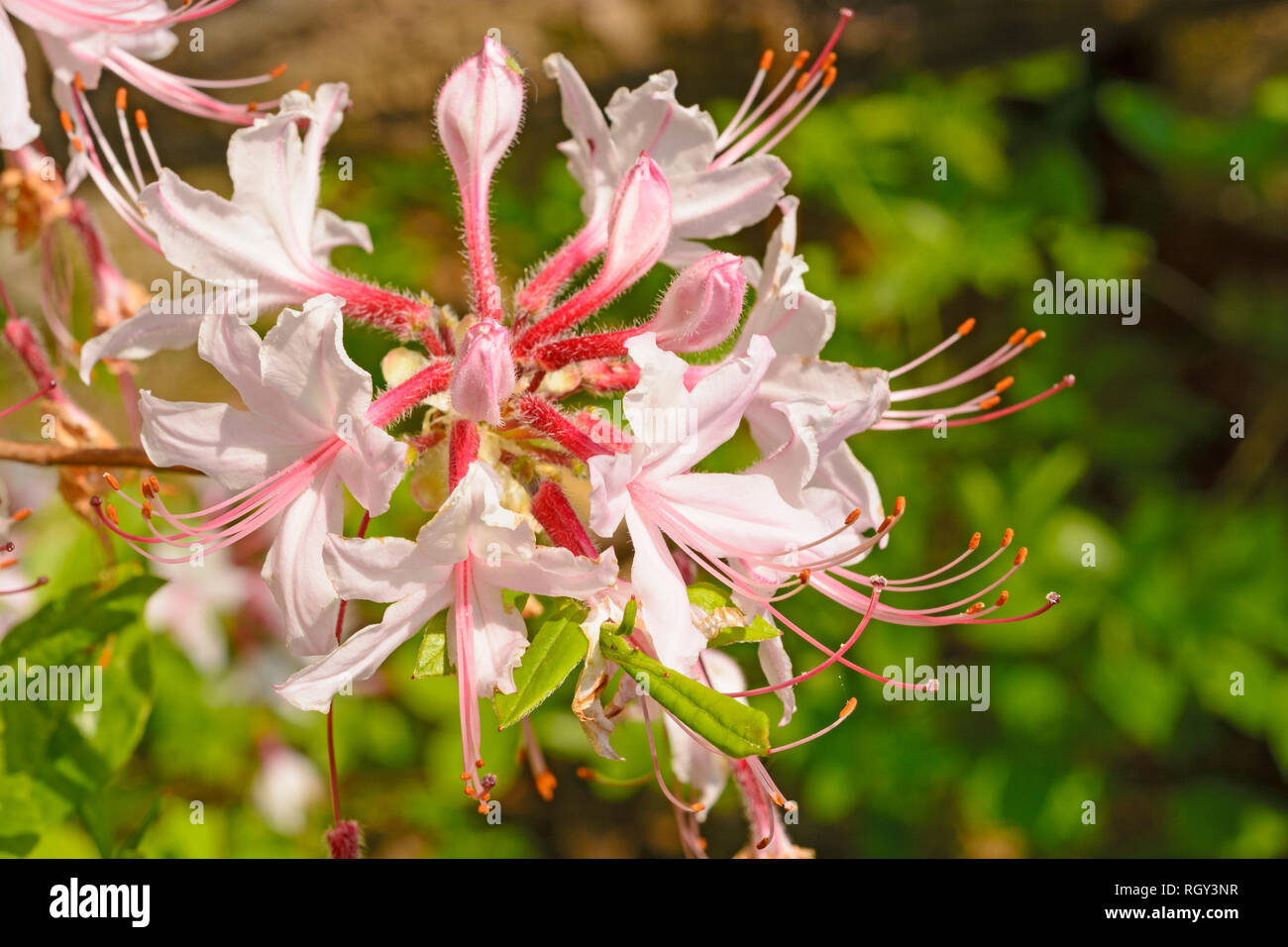 Spider Lilies in the Spring in Cumberland Falls State park in Kentucky Stock Photo