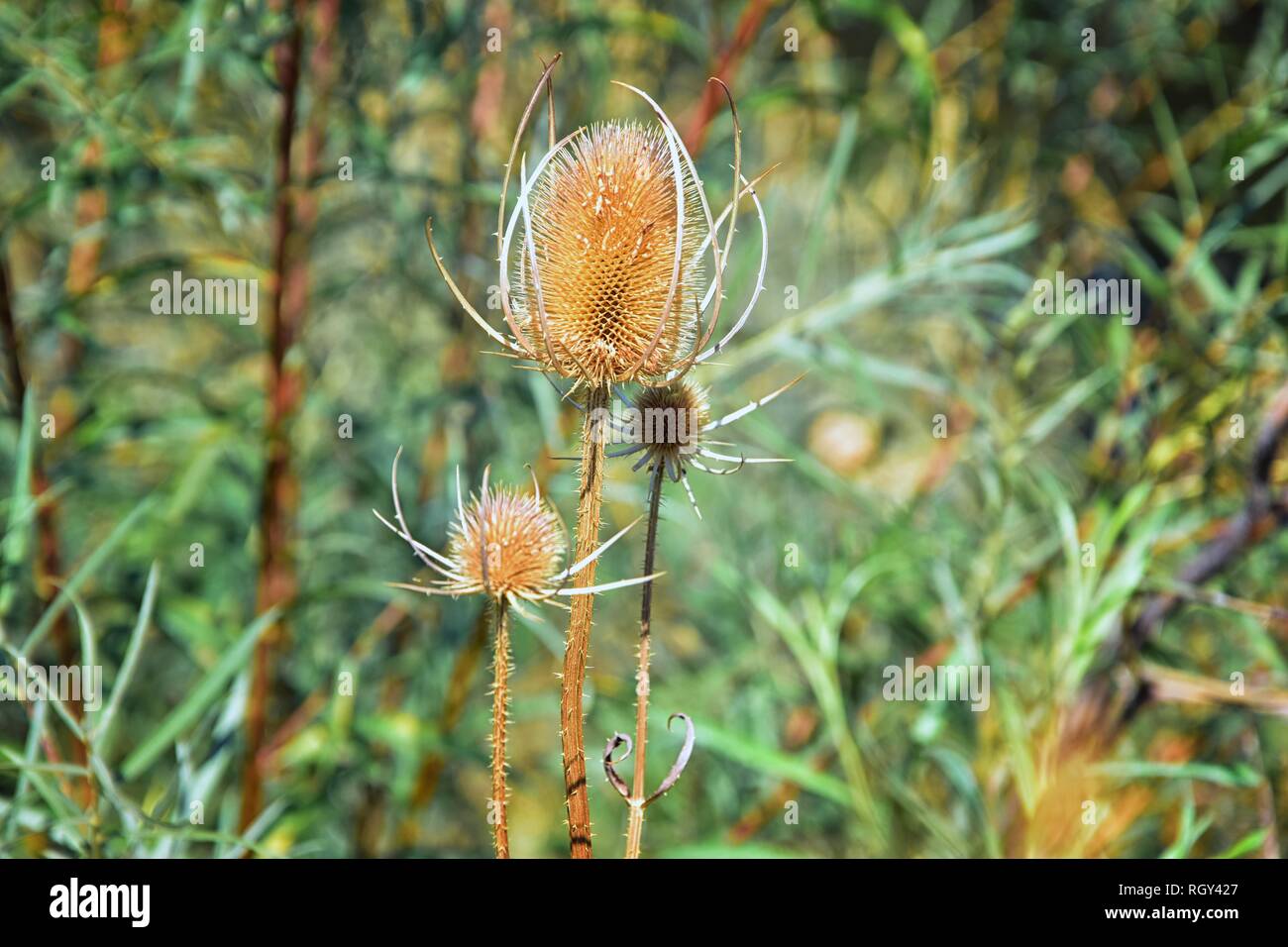 Macro detailed view of flower, trees and weeds flora along the Jordan River  Trail in the Wasatch Front Rocky Mountains, in Salt Lake City, Utah Stock  Photo - Alamy