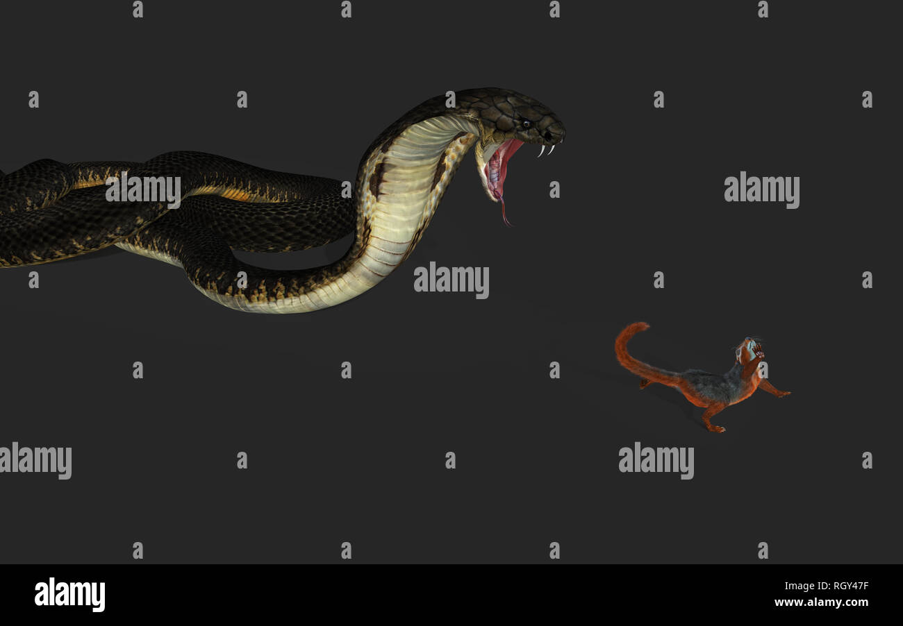 3d Illustration King Cobra The World's Longest Venomous Snake Isolated on  Black Background, King Cobra Snake, 3d Rendering Stock Photo - Alamy