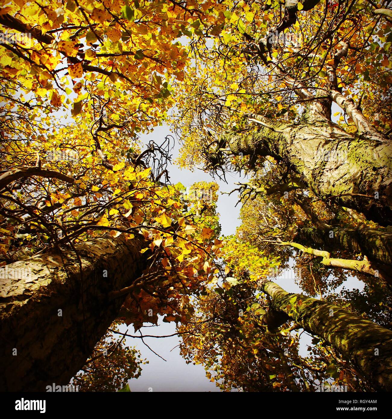 Poplar tree upwards shot in Autumn Stock Photo