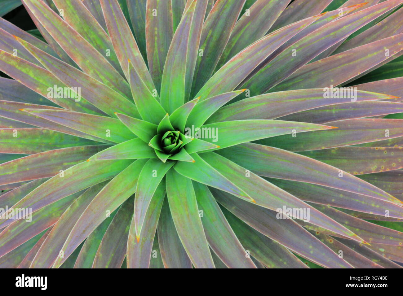 Close up of succulent Stock Photo