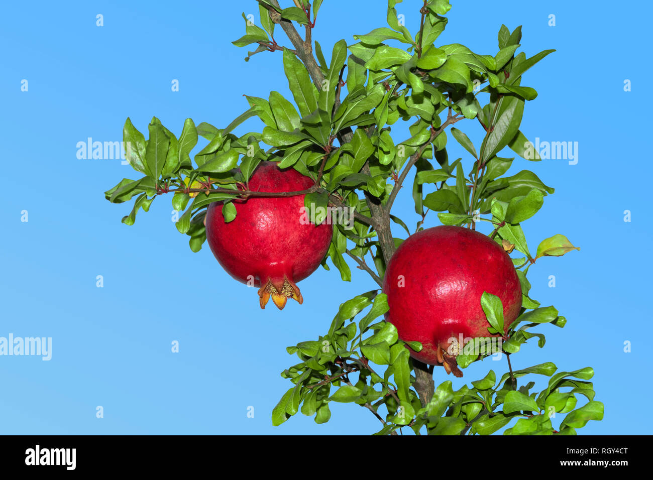 Pomegranate Tree S High Resolution Stock Photography And Images Page 6 Alamy