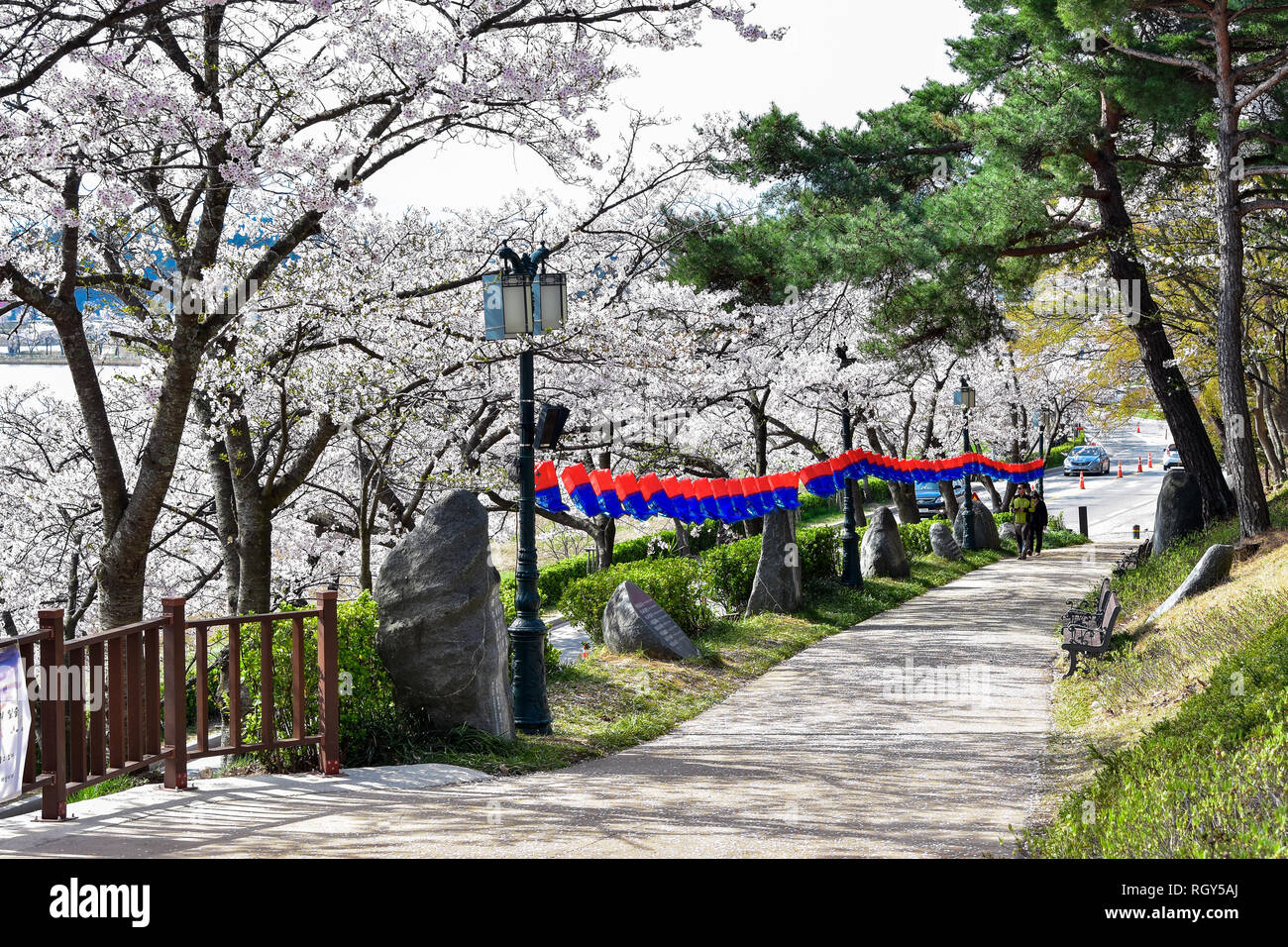 Cherry blossom park in Gyeongpodae lake, Gangneung city Stock Photo Alamy