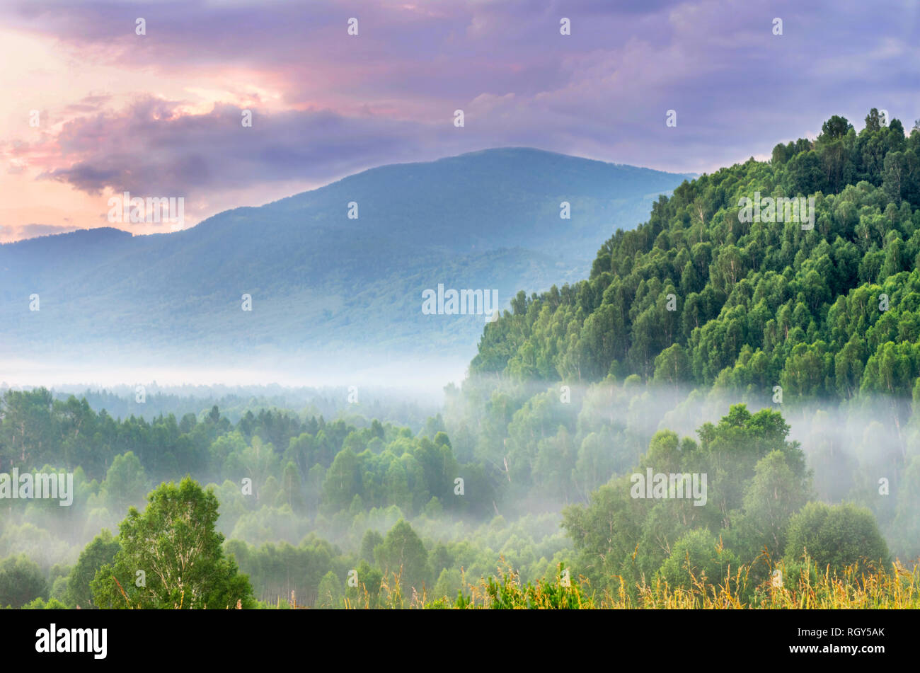 Dramatic Sunrise in the Mountains with Thick Misty Evergreen Forest on a Summer Morning, Ivanovskiy Khrebet Ridge, Altai Mountains, Kazakhstan.  Fanta Stock Photo