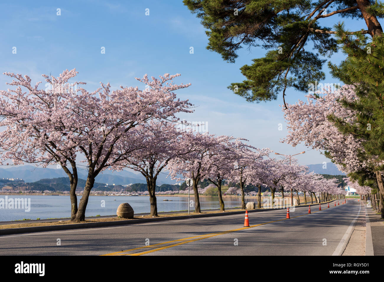 Cherry blossom park in Gyeongpodae lake, Gangneung city Stock Photo Alamy
