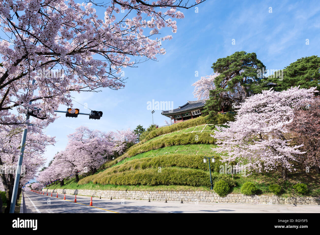 Cherry blossom park in Gangneung city, South Korea Stock Photo Alamy