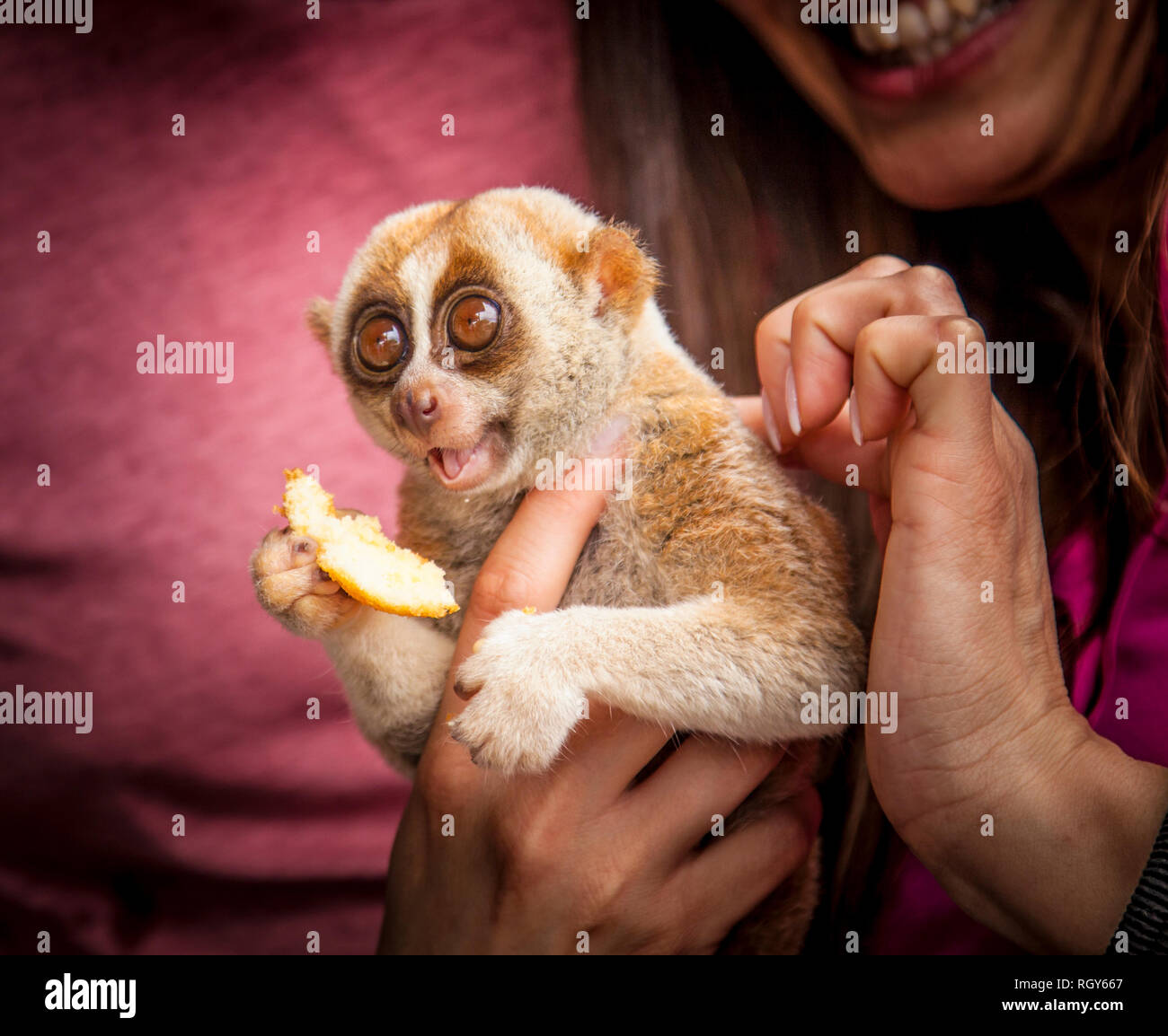 Petting a lemur at a floating market in Thailand. Animal tourism in Thailand. Stock Photo