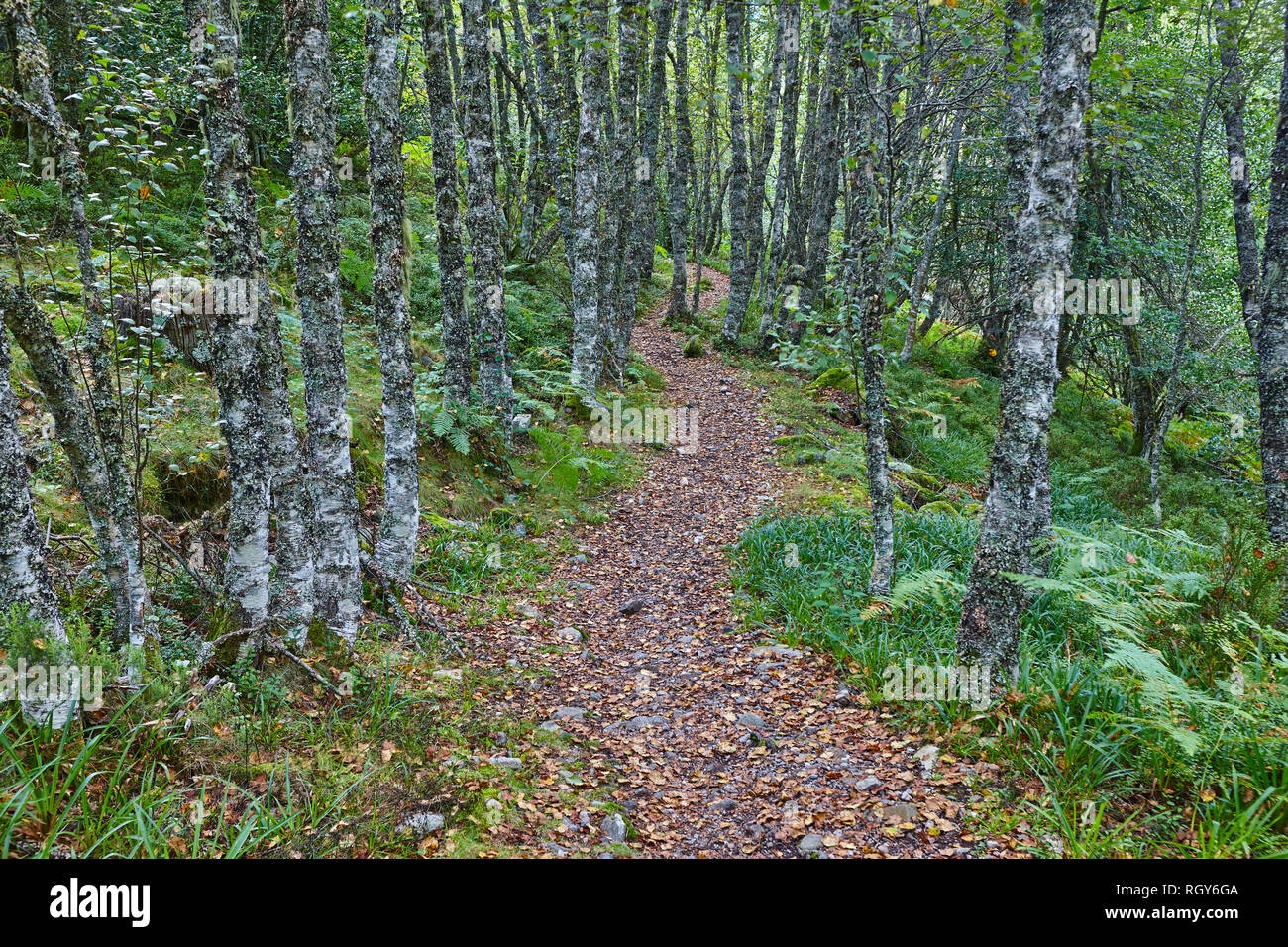 Pathway in the forest. Fall at Muniellos Biosphere reserve. Spain Stock Photo