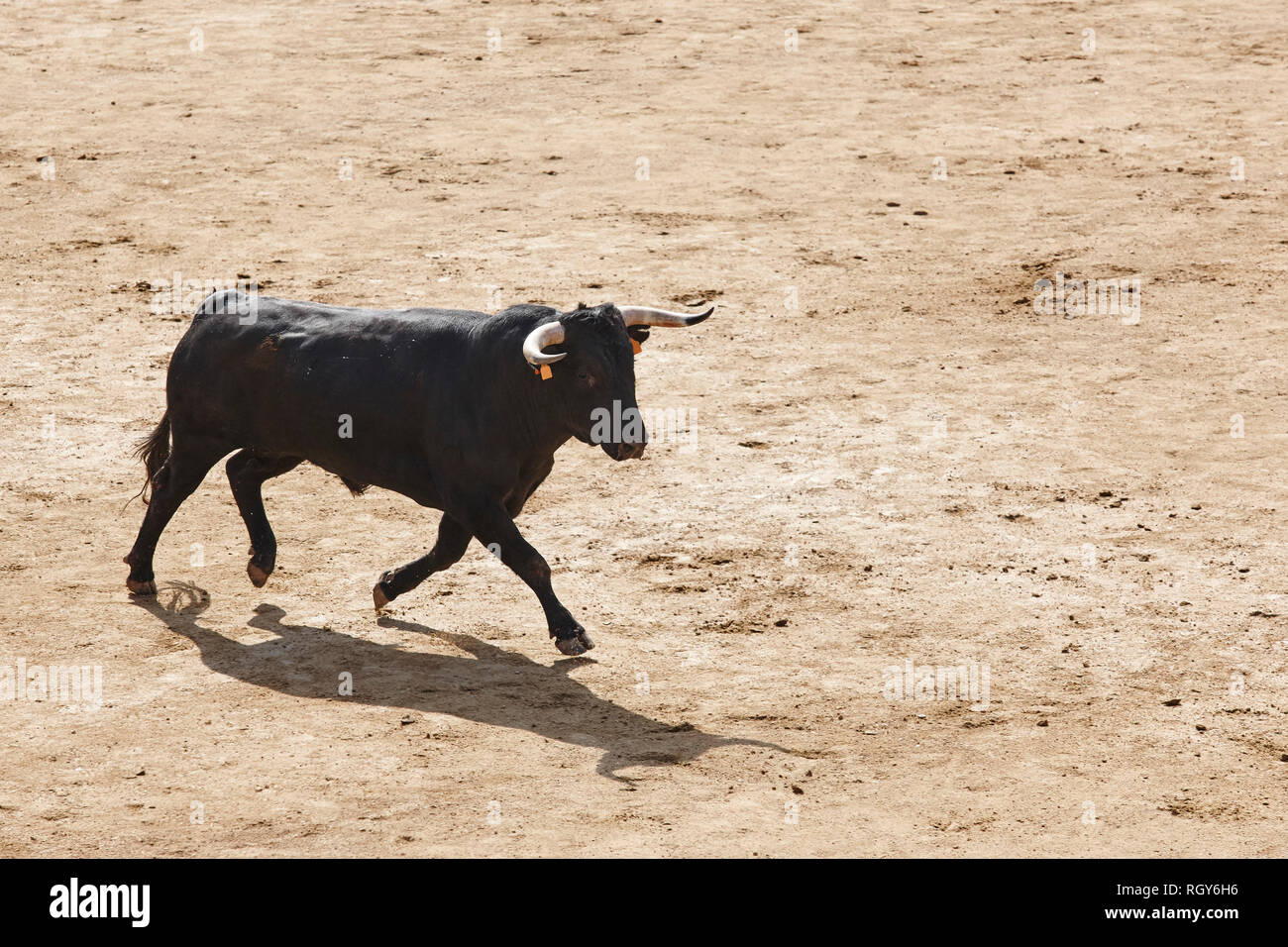 Fighting bulls in the arena. Bullring. Toro bravo. Spain. Horizontal ...