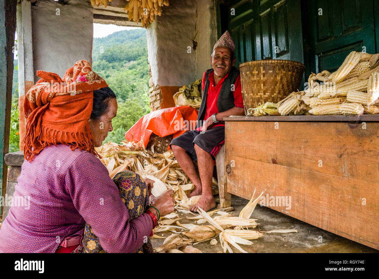 Local man and woman are harvesting corn at their house Stock Photo - Alamy