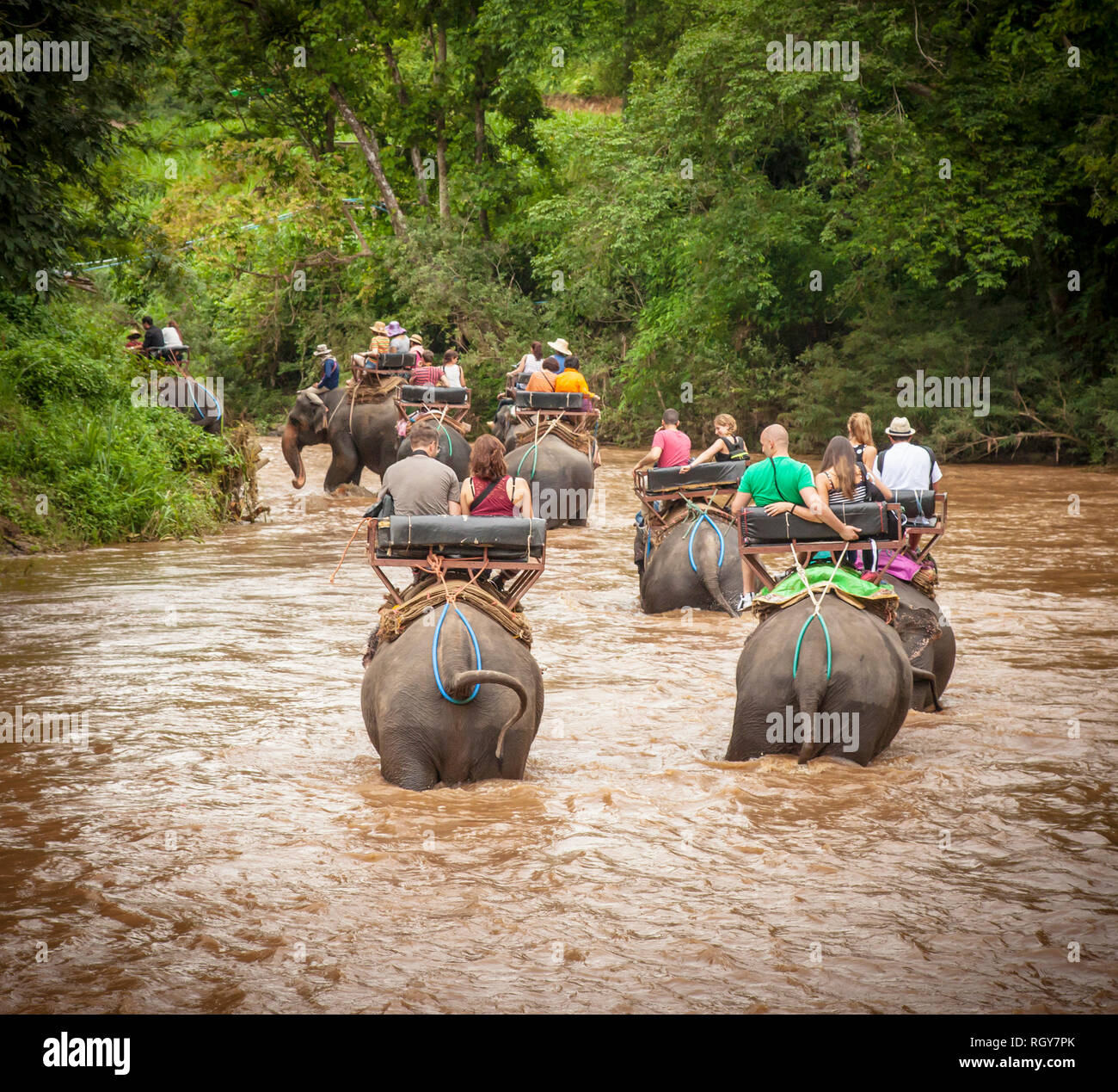 Tourists elephant riding in Chiang Mai (Thailand) Stock Photo