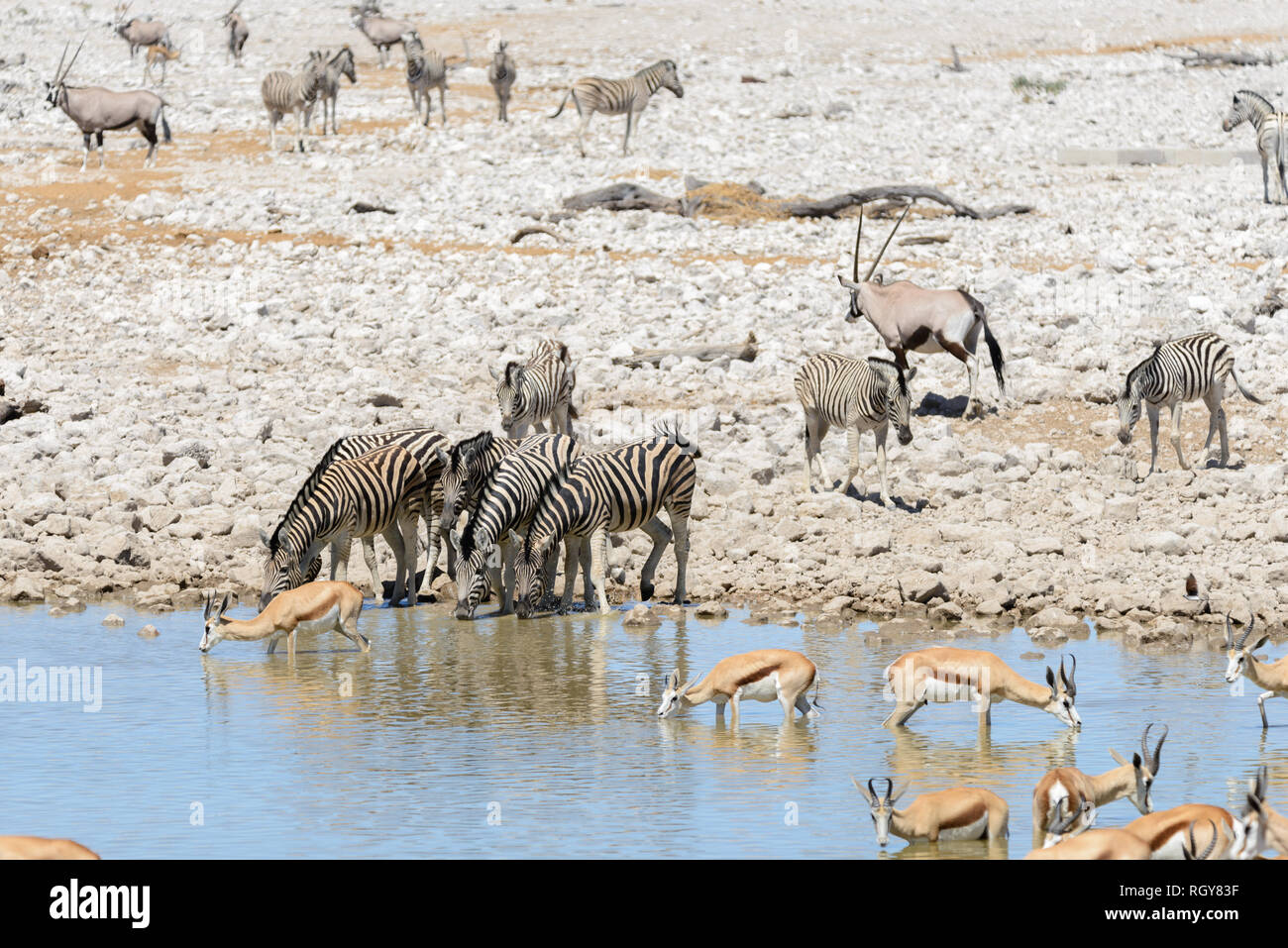 Wild african animals -gnu, kudu, orix, springbok, zebras drinking water in  waterhole Stock Photo - Alamy