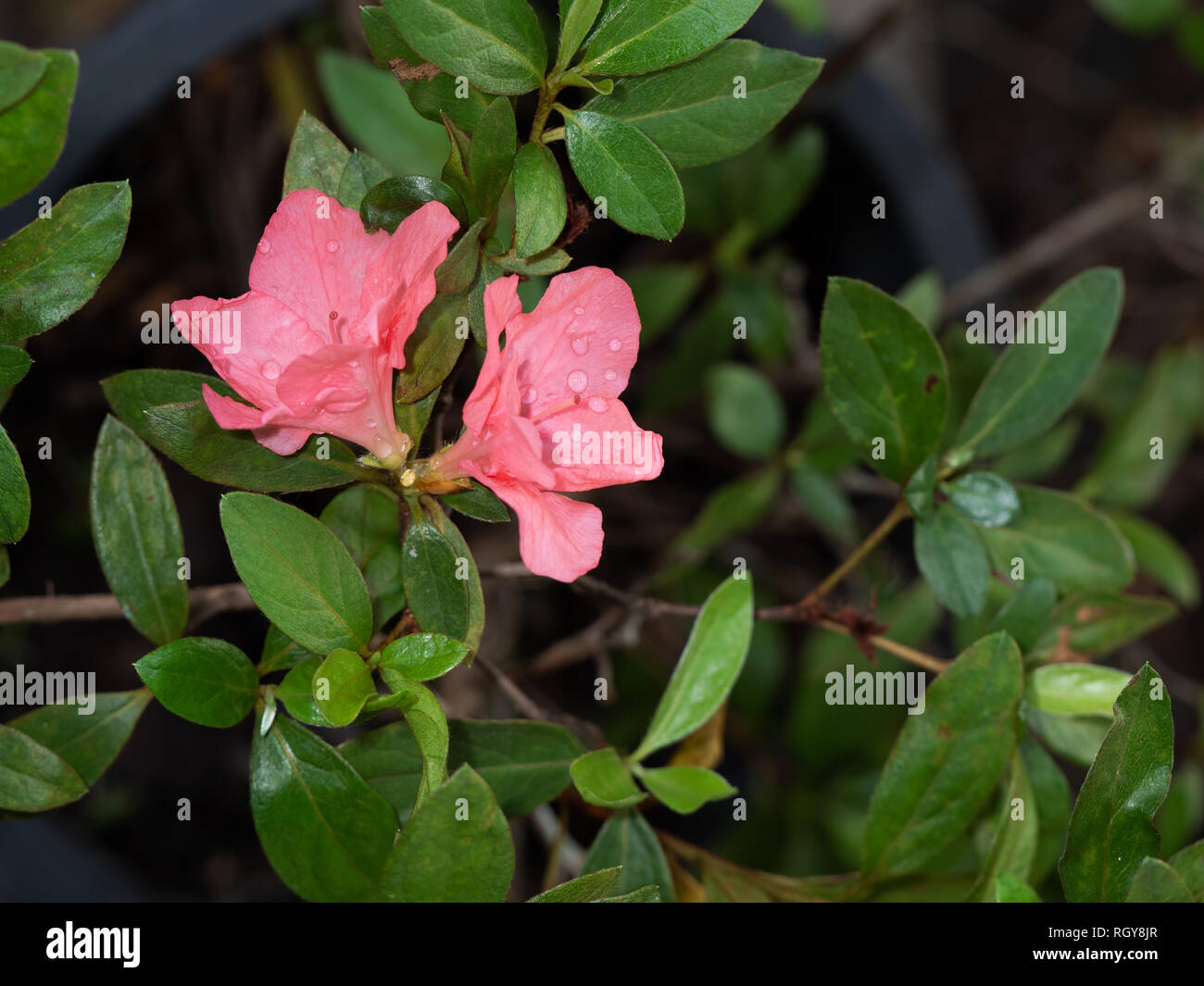 Closeup Pink Rhododendron arboreum Flowers with Green Leaves Stock Photo