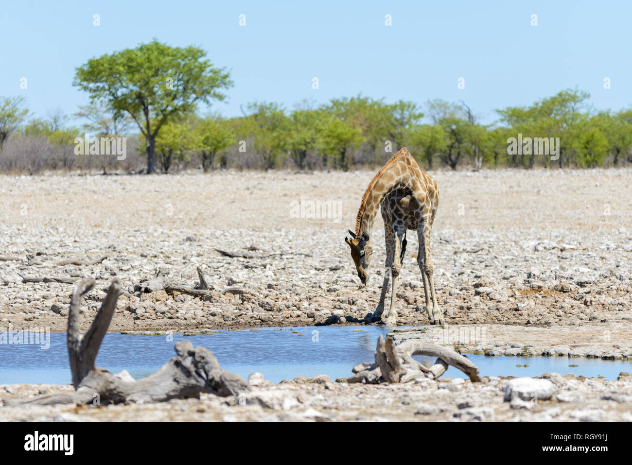 Giraffe on waterhole in the African savanna Stock Photo