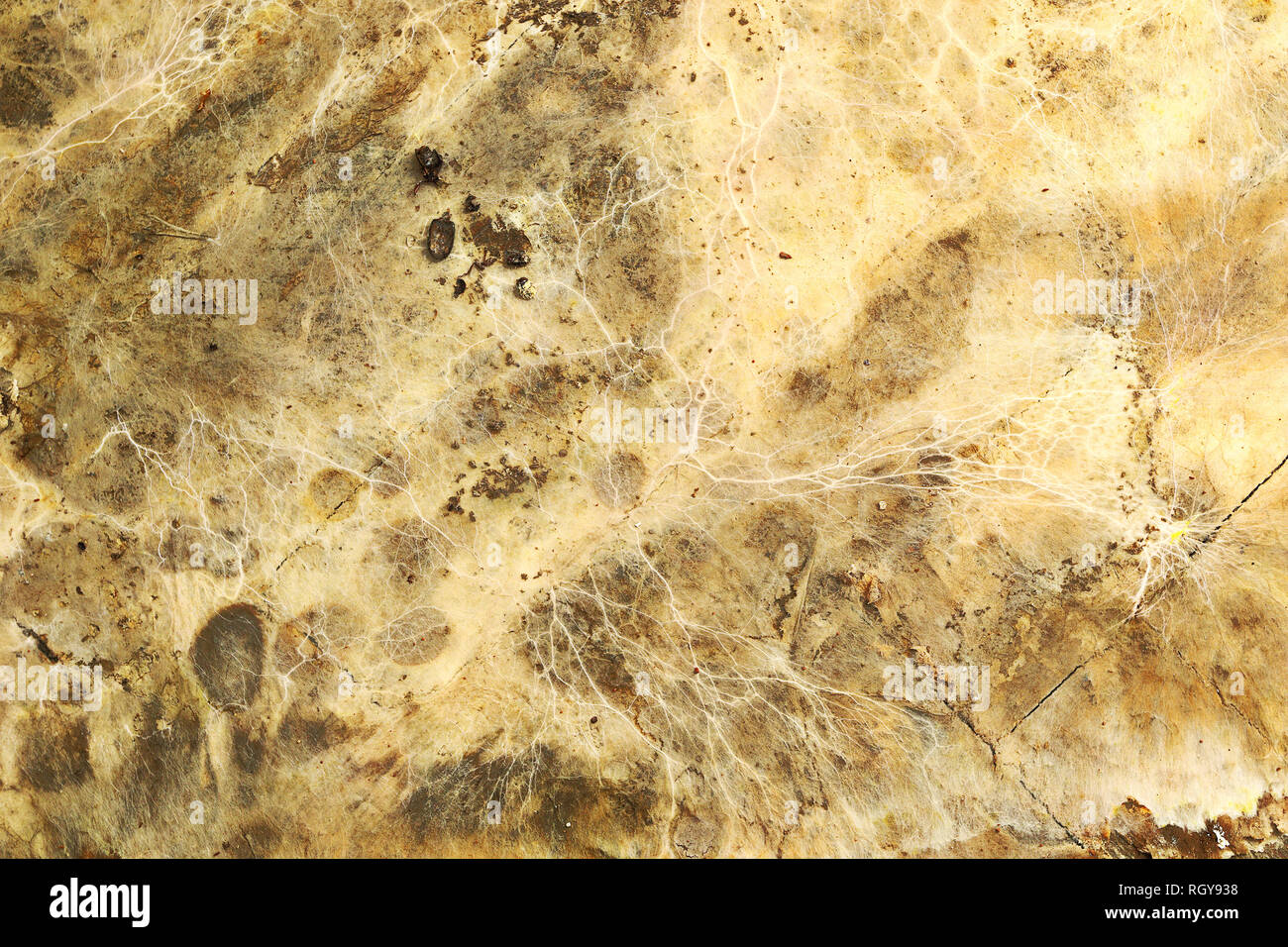 dry rot risomorphs on wood surface ( Serpula syn Merulius lacrymans ) Stock Photo