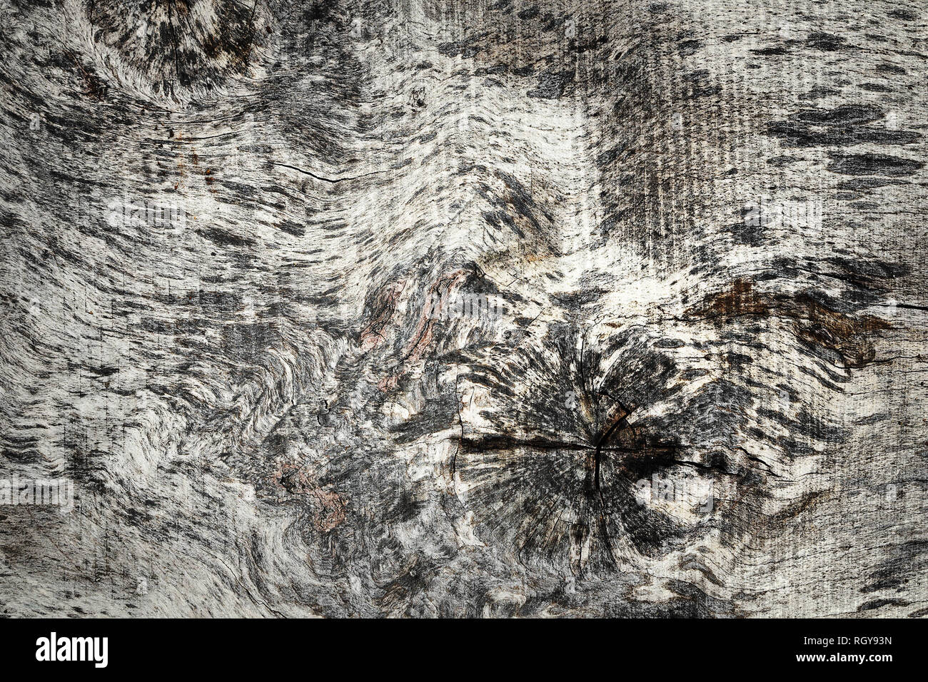 elm wood backdrop, wooden texture for your design Stock Photo