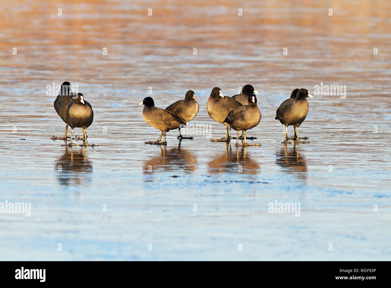 flock of european coots on frozen water surface ( Fulica atra ) Stock Photo