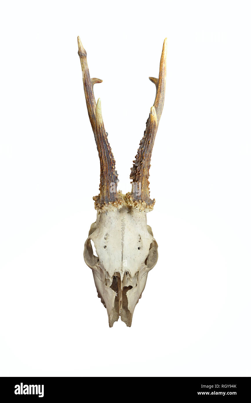 front view of roe deer skull isolated over white background ( Capreolus capreolus ) Stock Photo