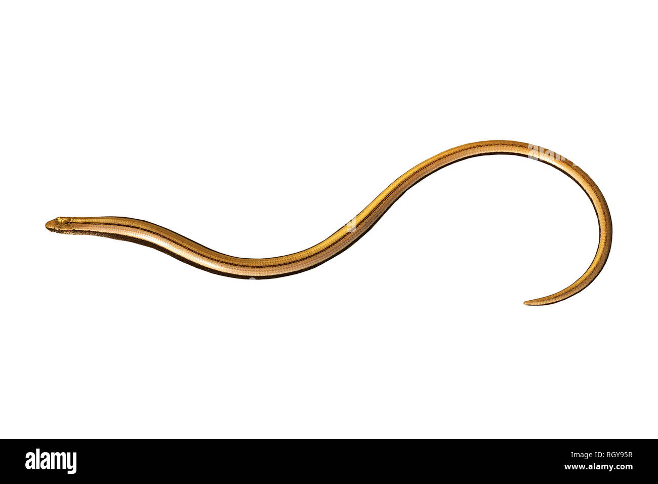 colorful juvenile blind worm isolated over white background ( Anguis colchica ) Stock Photo