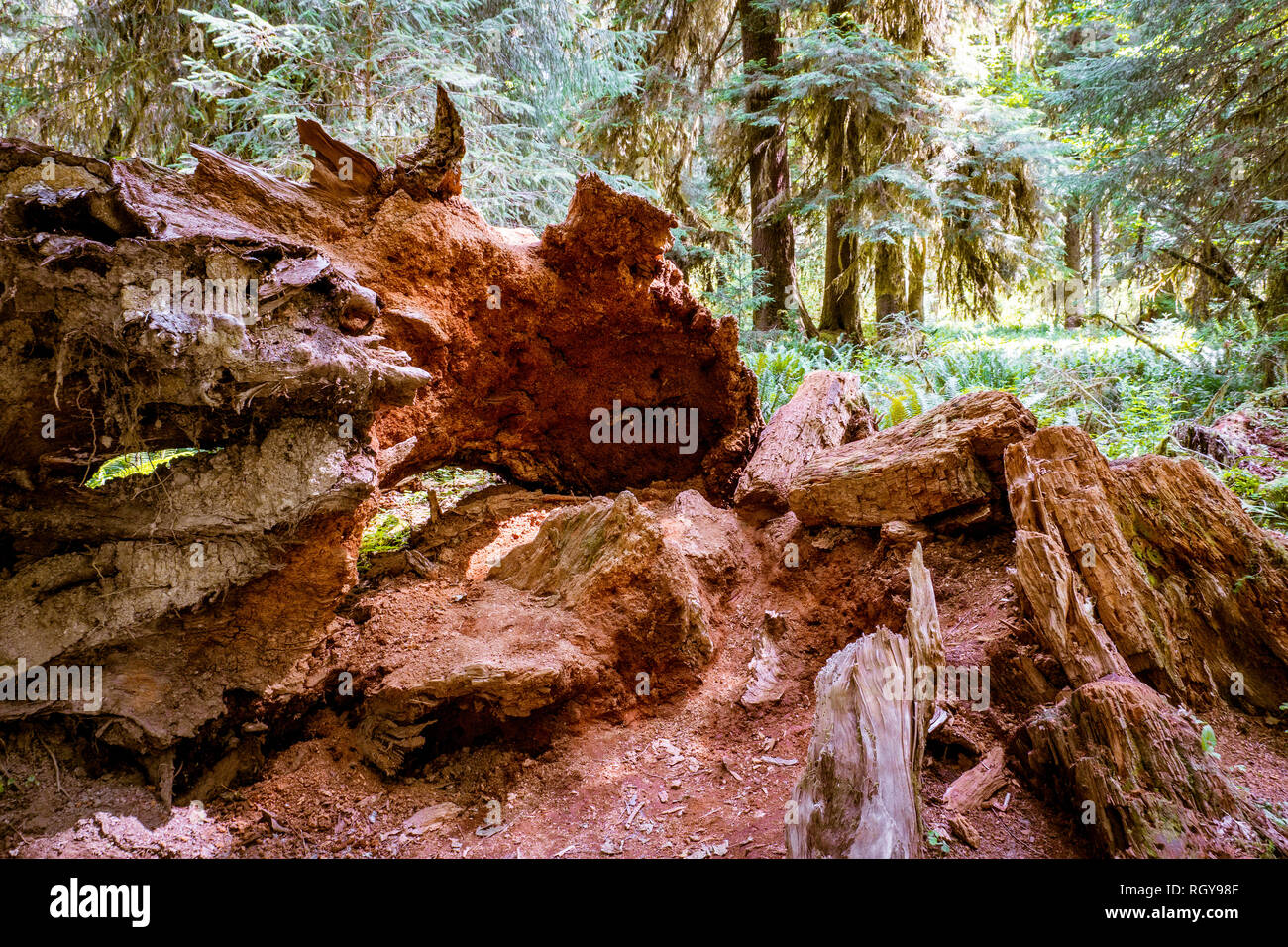broken tree trunk Stock Photo Alamy