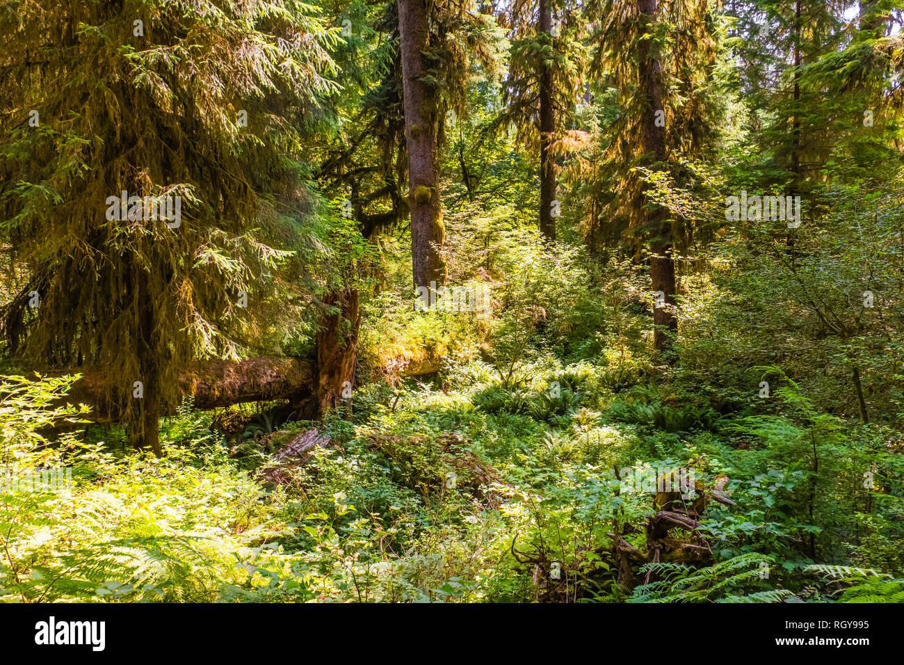Hoh forest in the olympic peninsula in washington state USA Stock Photo