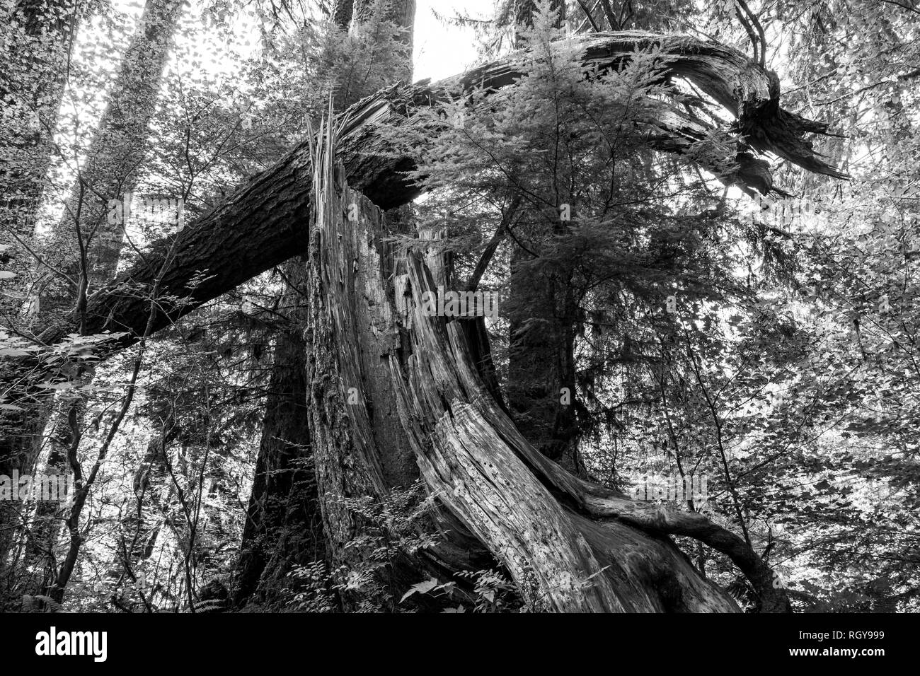 broken tree in hoh forest Stock Photo