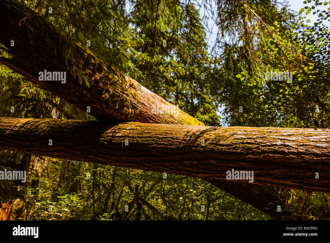 tree trunks crossing each other Stock Photo