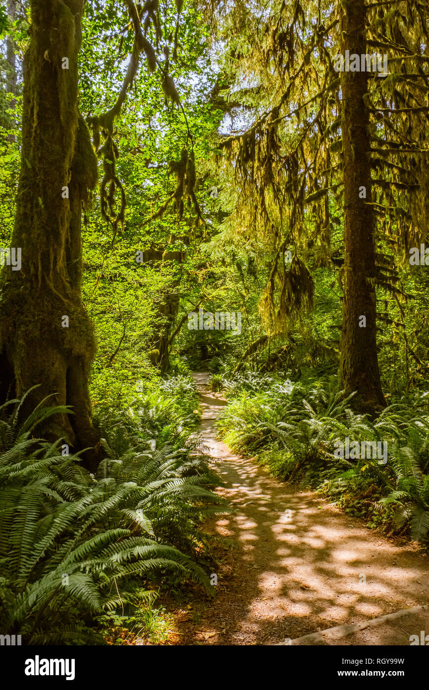 Hoh forest in the olympic peninsula in washington state USA Stock Photo