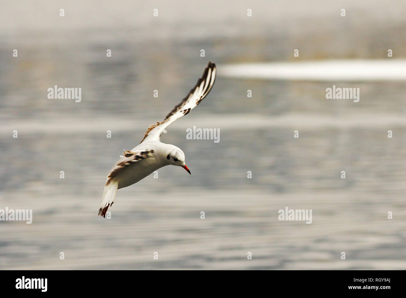 young black headed gull in flight over icy river,  winter plumage ( Chroicocephalus ridibundus ) Stock Photo