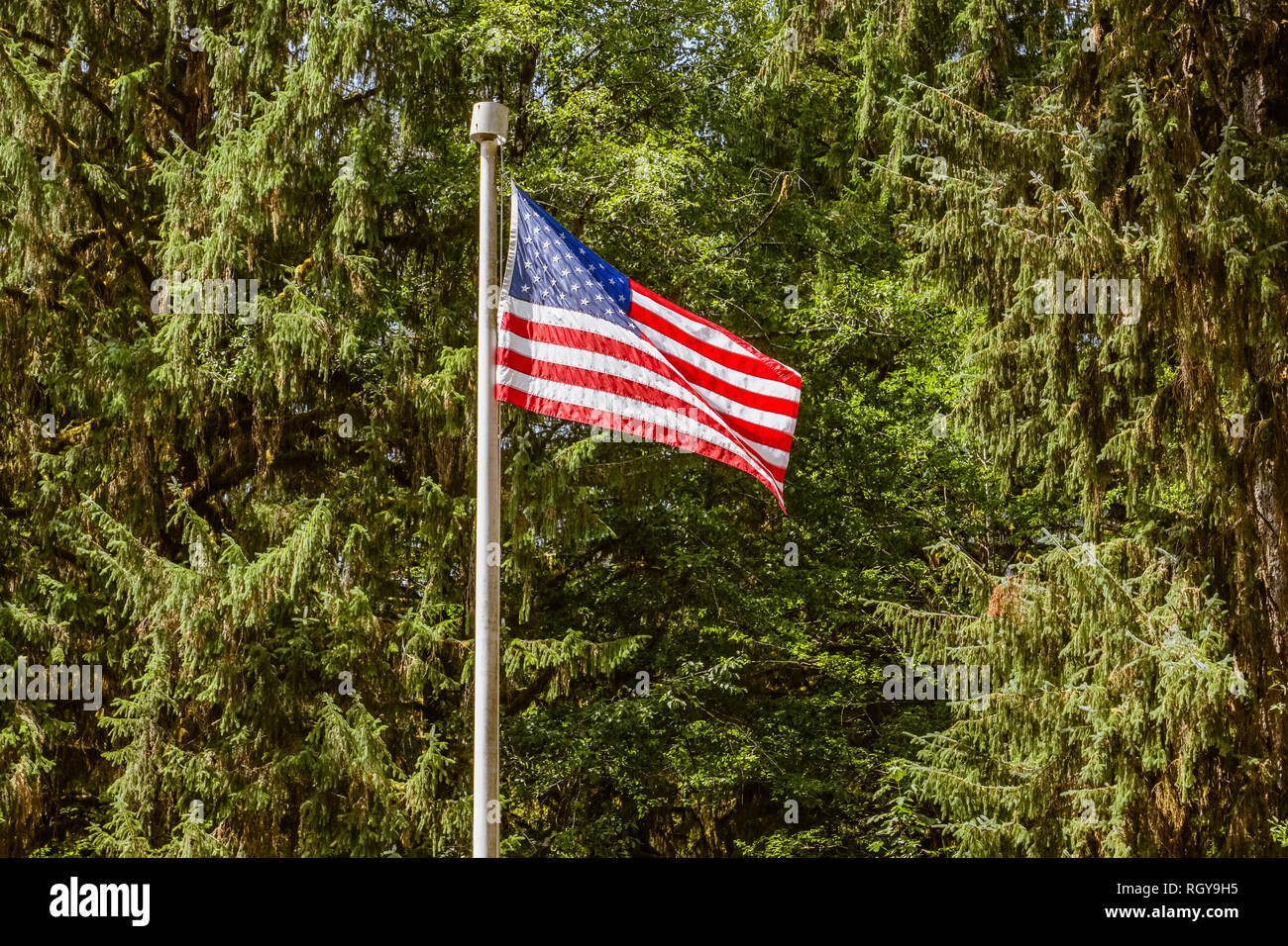 american flag in hoh forest Stock Photo