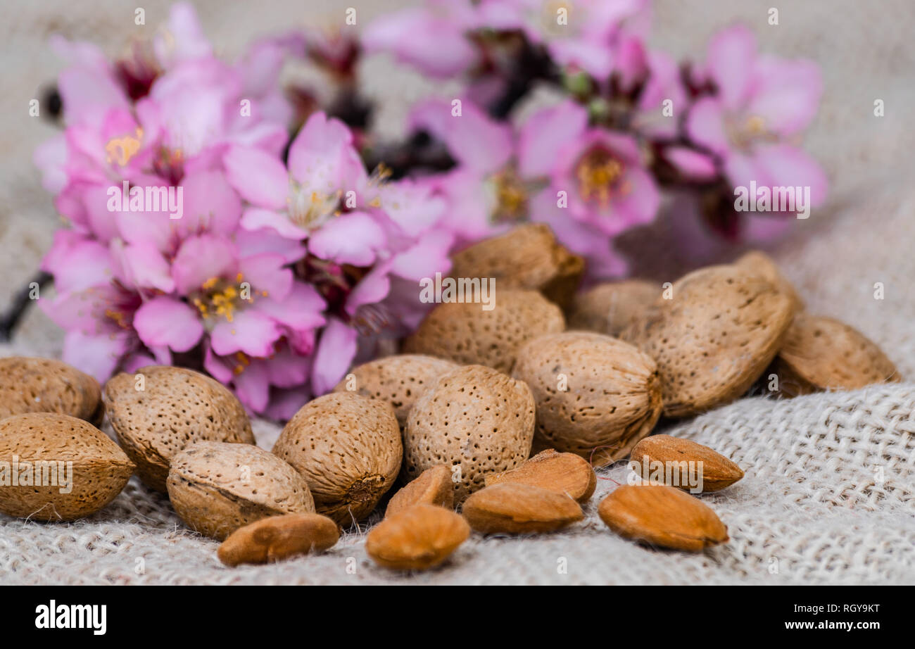 Almonds on sack surface,  with almond flowers background Stock Photo