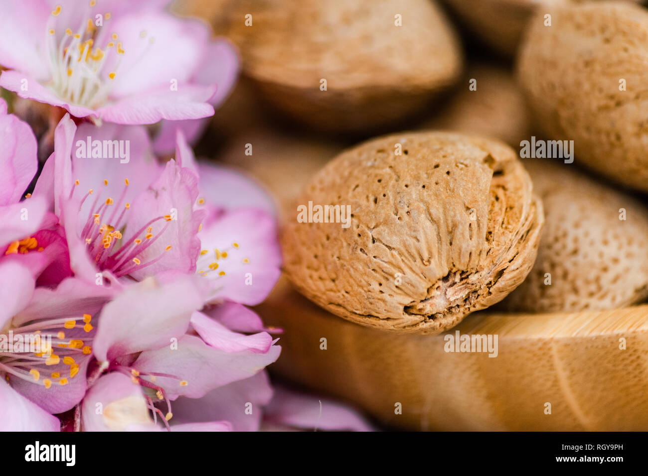Almonds with shell in wooden bowl, and almond flowers blooming Stock Photo