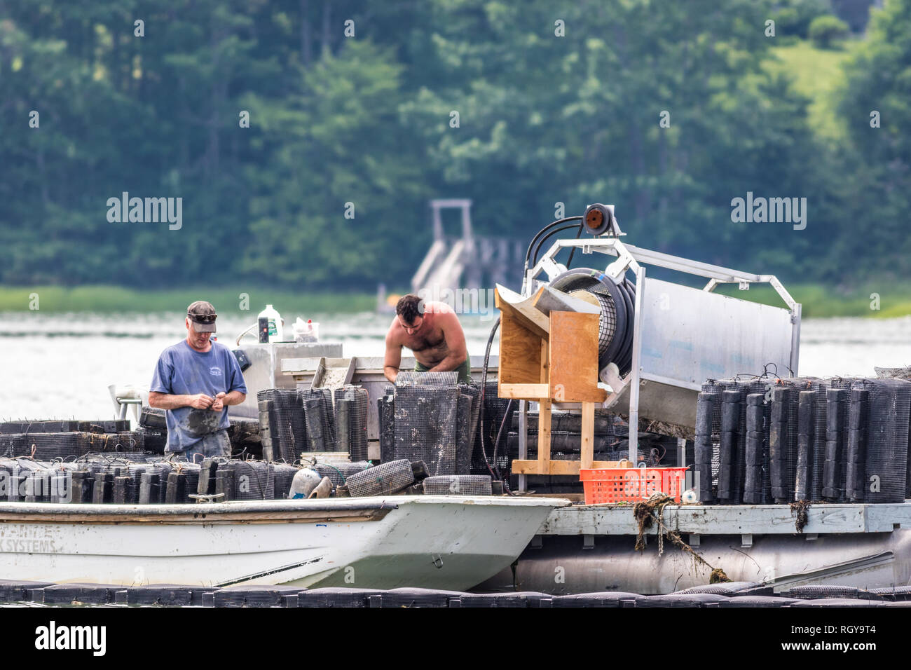 Damariscotta, Maine, USA July 2, 2018 Oyster farming in the