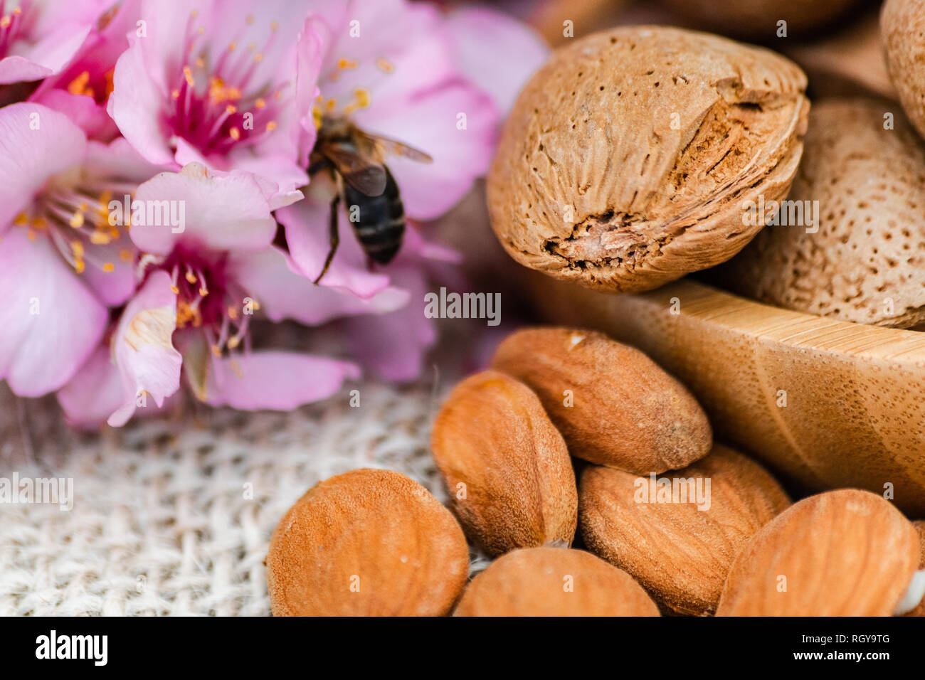 Almonds spilled on sack surface, almonds with shell on wooden bowl, and bee pollinating almond flowers Stock Photo