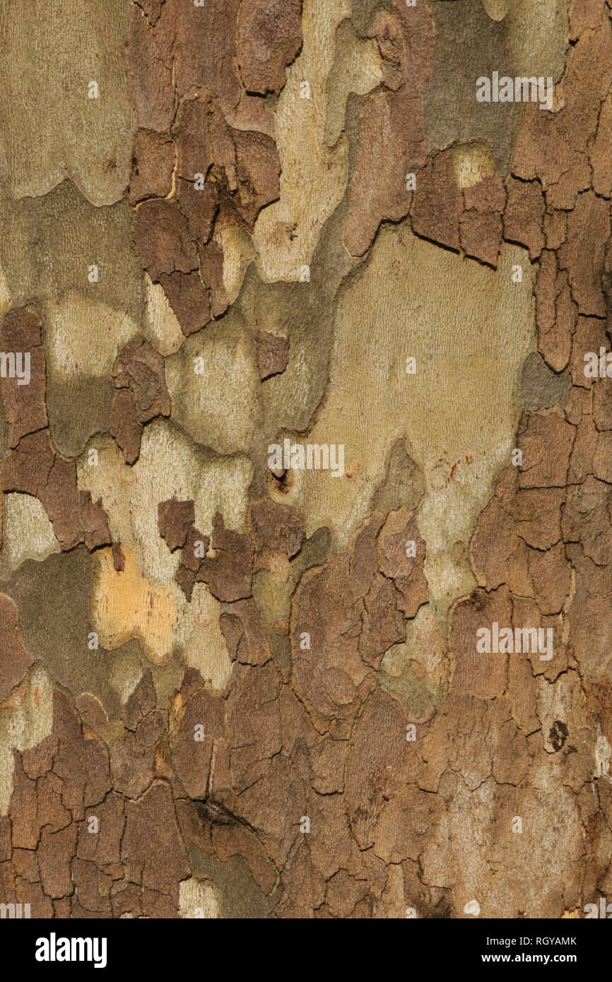 Detail of bark in plane tree. background texture pattern. Stock Photo