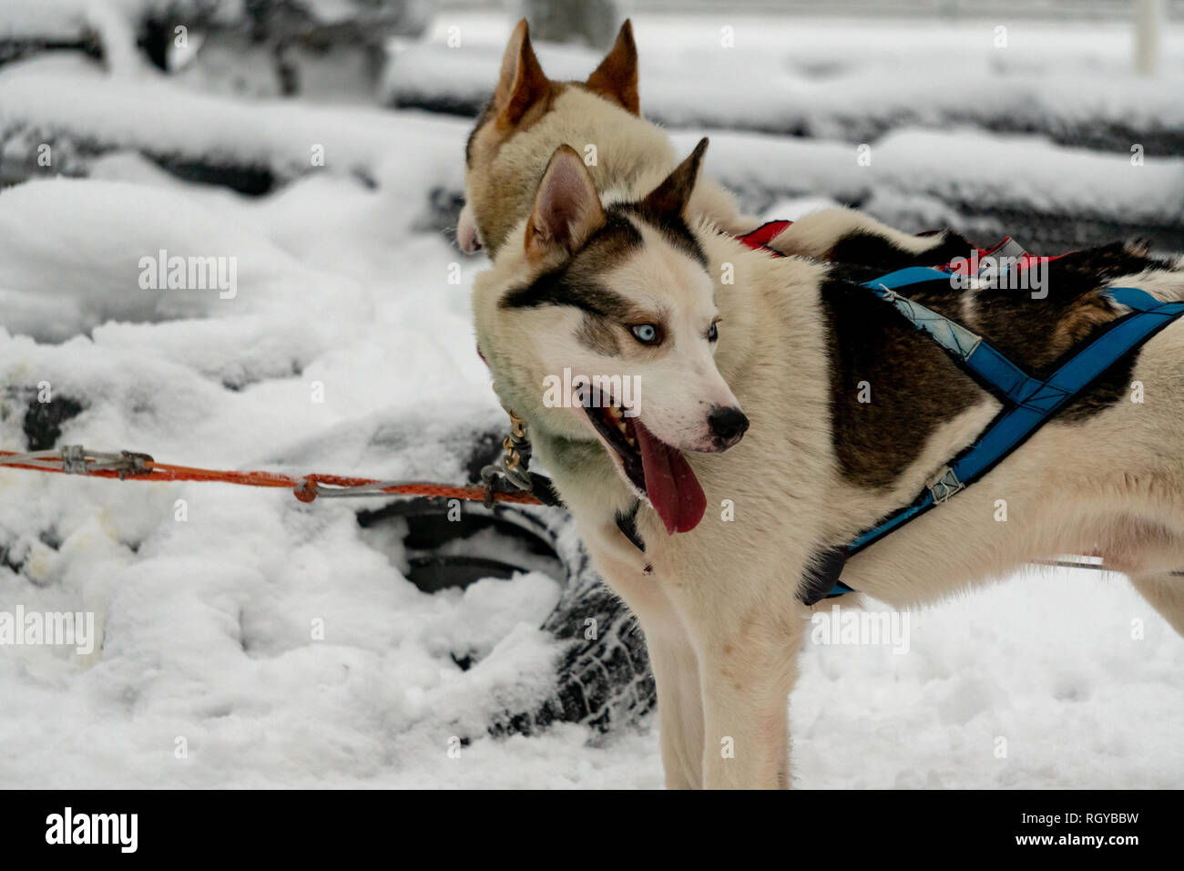 Sled dogs (Husky or Malamute) in harness ready to carry its passenger on sledges in polar Finnish Lapland Stock Photo