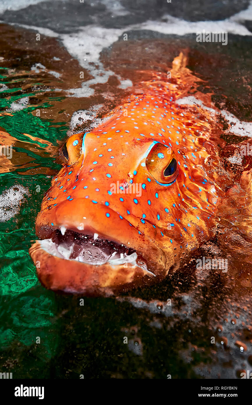 Expensive Red Snapper fish (Lapu-Lapu) caught around Cuyo island, Palawan, Philippines and transported to Manila, to be sold as live fish Stock Photo