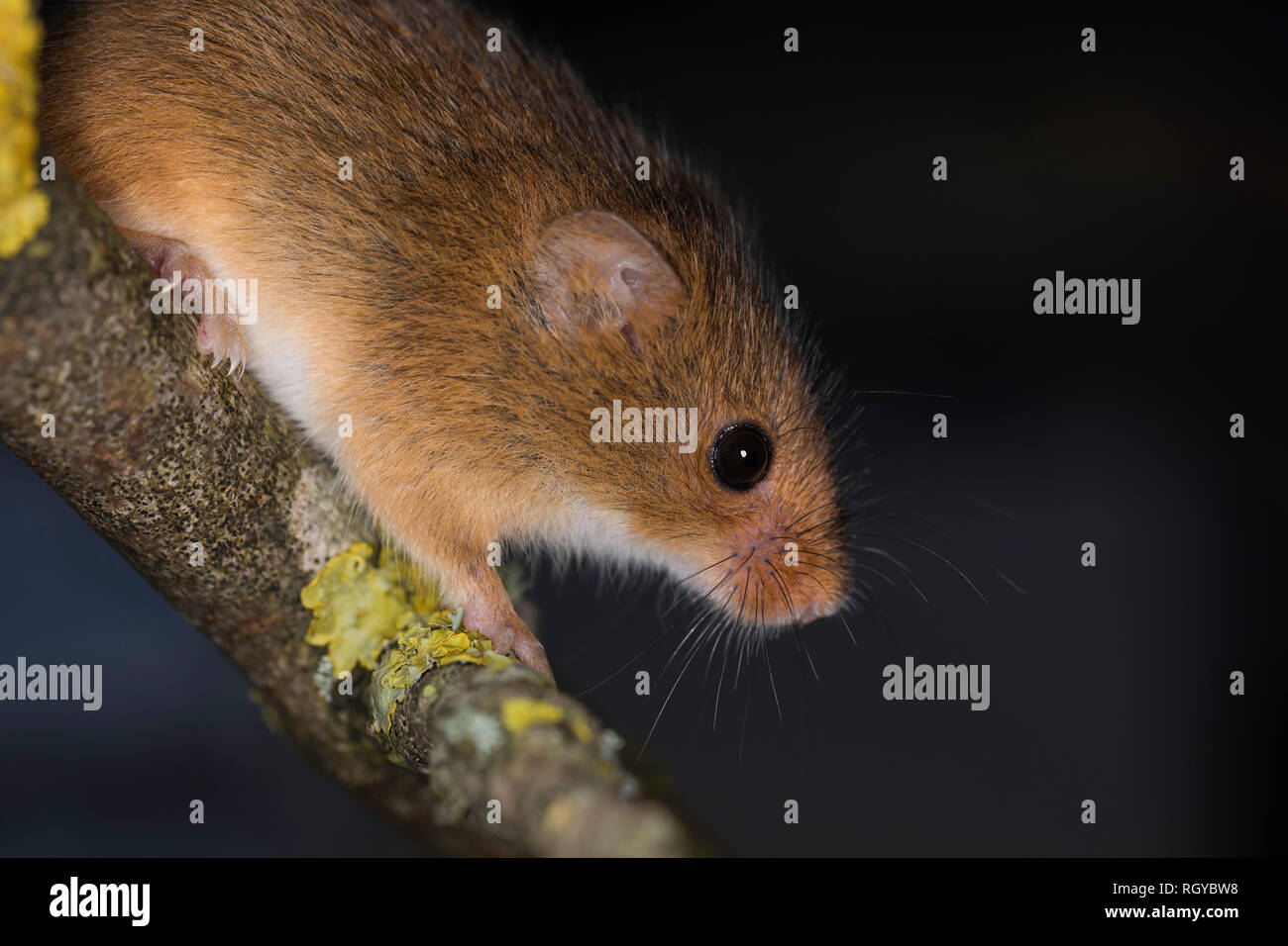 Harvest mouse climbing hires stock photography and images Alamy