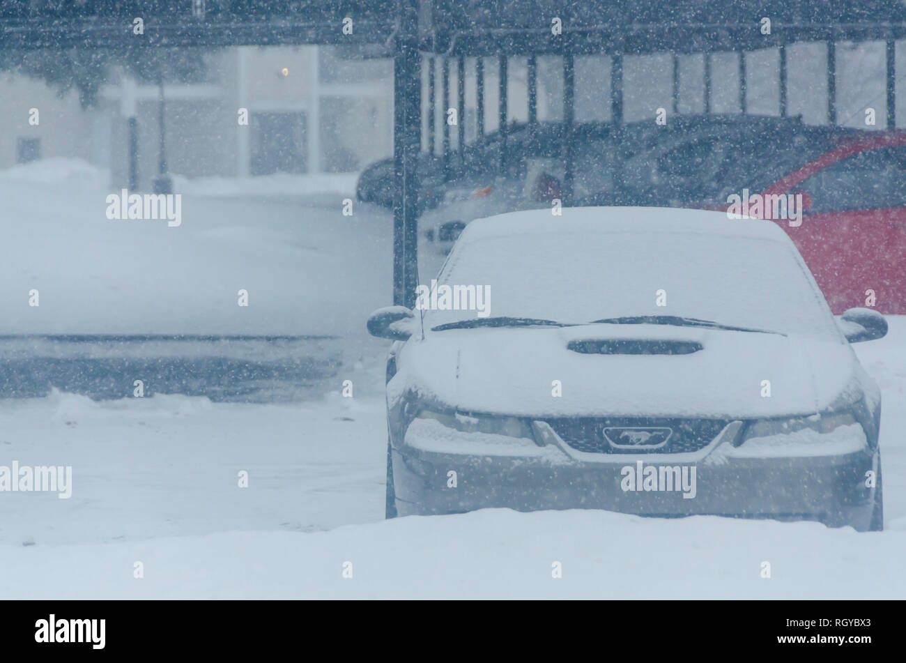 A layer of snow forming on the top a metallic grey Ford Mustang GT Coupe, parked out in the open during a heavy snowstorm in Michigan, USA. Stock Photo