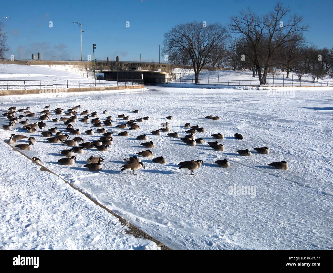Frozen Lake Michigan covered in snow during the polar vortex and geese on top of frozen lake Stock Photo