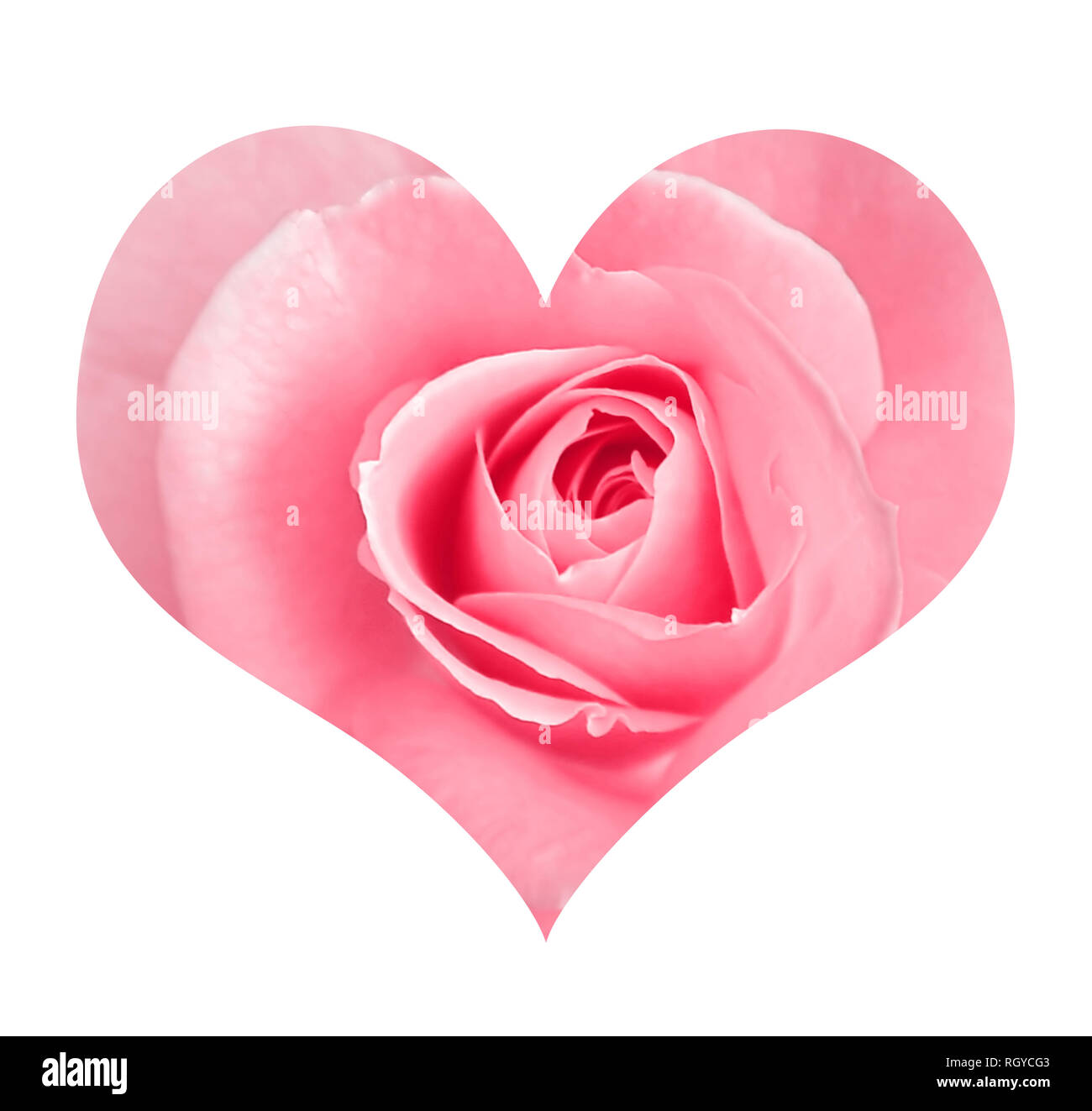 Rose in heart isolated on white background Stock Photo - Alamy