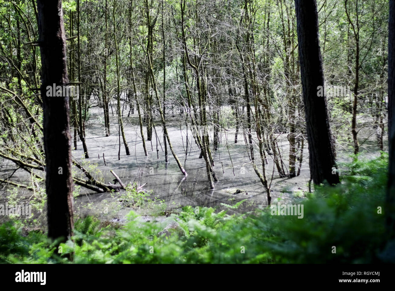Images of Delamere Forest, Cheshire, UK Stock Photo Alamy