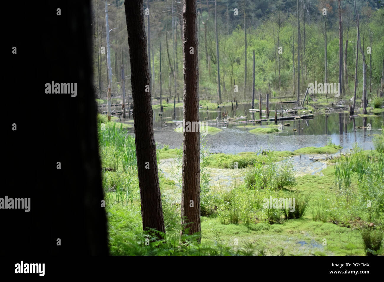 Images of Delamere Forest, Cheshire, UK Stock Photo Alamy