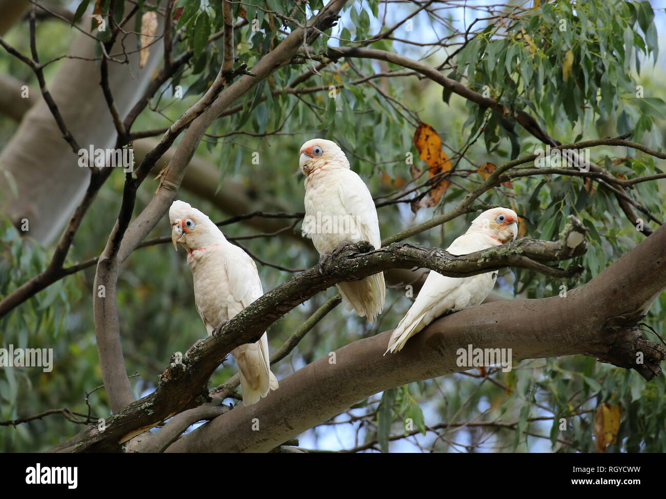 Australian Parakeets Stock Photo