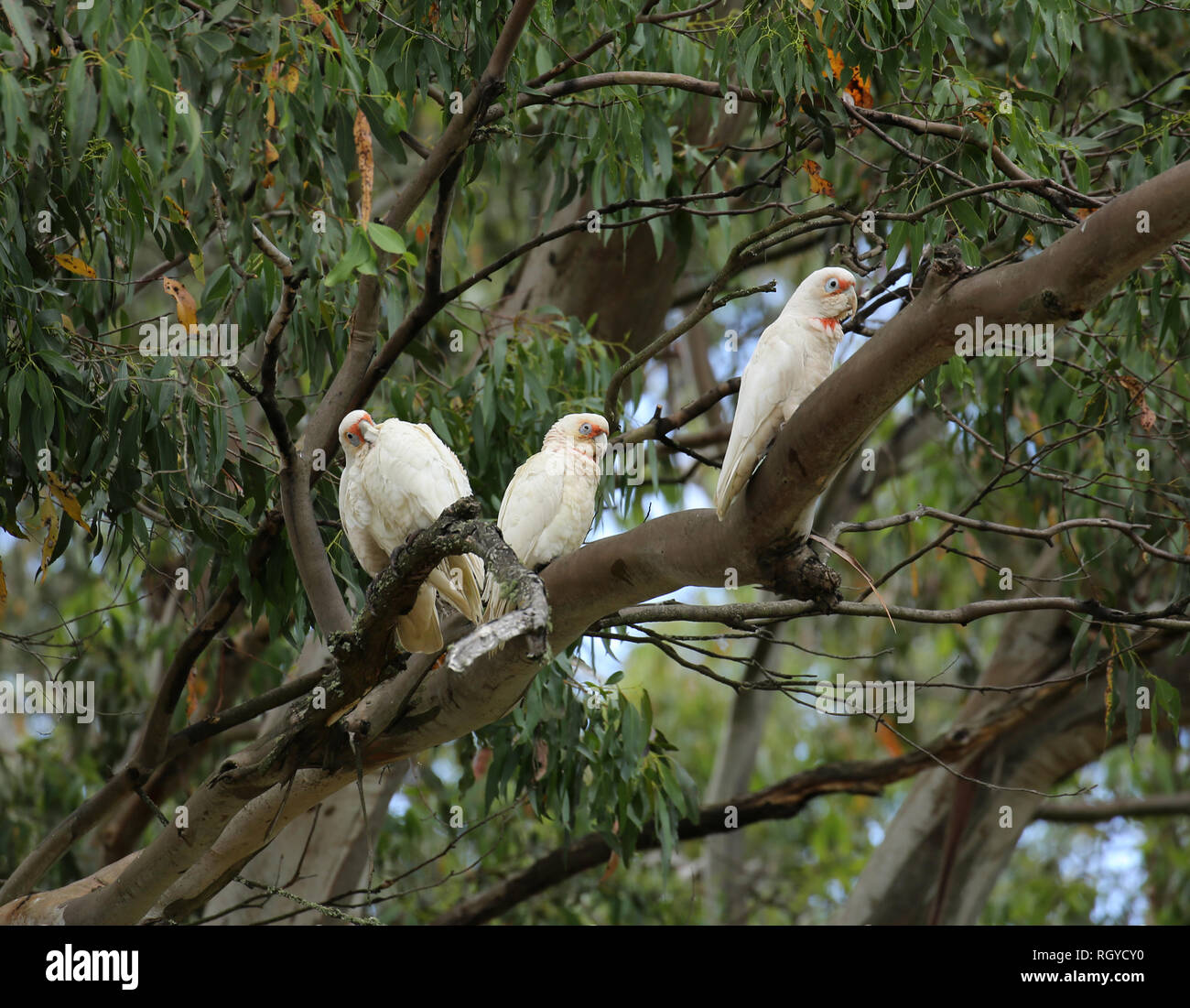 Australian Parakeets Stock Photo