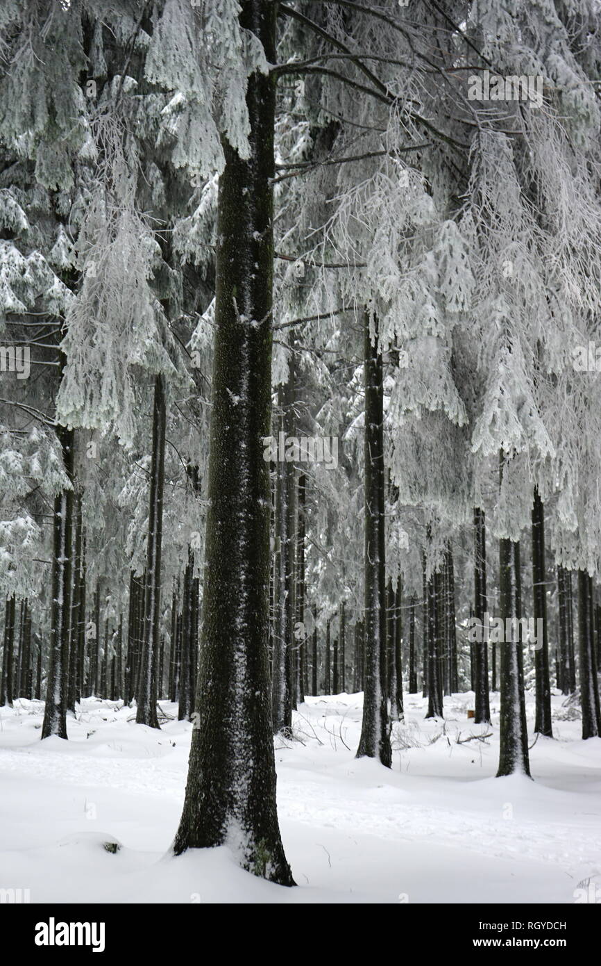 Fichtenwald im Schnee, Großer Feldberg, Hochtaunus, Taunus, Hessen, Deutschland Stock Photo